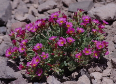 Oxalis squamata