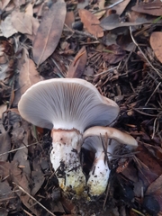 Gomphidius oregonensis