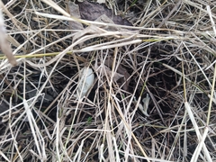 Sciuromorpha
