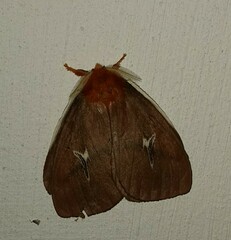 Cerodirphia apunctata