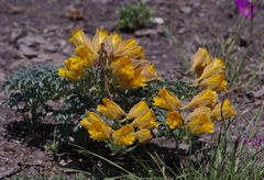 Tropaeolum polyphyllum