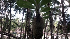 Catasetum integerrimum