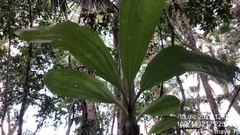 Catasetum integerrimum