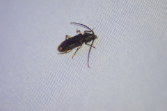 Tylonotus bimaculatus