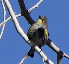 Setophaga coronata