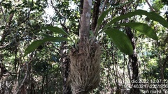 Catasetum integerrimum