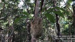 Catasetum integerrimum