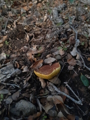 Xerocomellus dryophilus