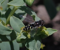 Austroscaeva melanostoma