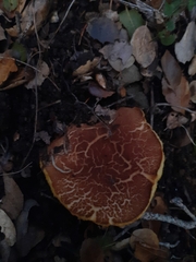 Xerocomellus dryophilus