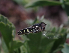 Austroscaeva melanostoma