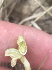 Pterostylis crassicaulis