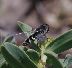 Austroscaeva melanostoma