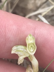 Pterostylis crassicaulis