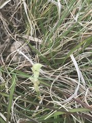 Pterostylis crassicaulis