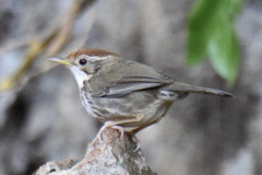 Pellorneum ruficeps