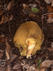 Xerocomellus dryophilus