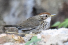 Pellorneum ruficeps