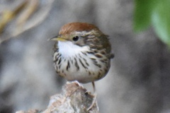 Pellorneum ruficeps