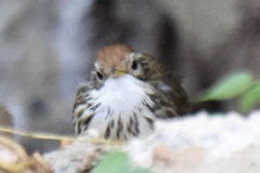 Pellorneum ruficeps