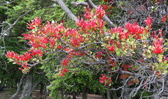 Peraxilla tetrapetala