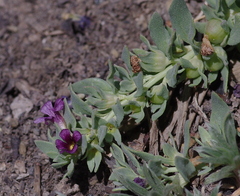 Melosperma andicola