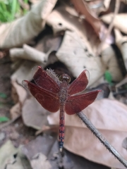 Neurothemis terminata