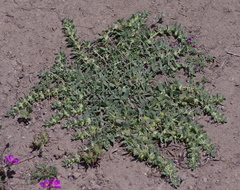Melosperma andicola