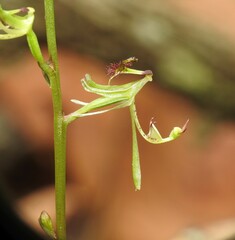 Arthrochilus prolixus