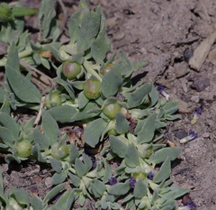 Melosperma andicola