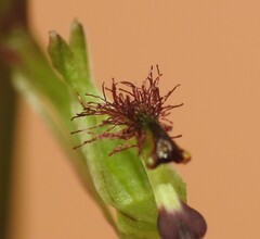 Arthrochilus prolixus