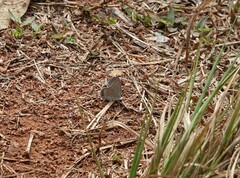 Euchrysops malathana