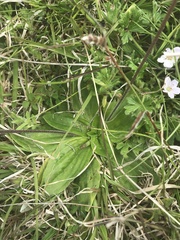 Plantago euryphylla