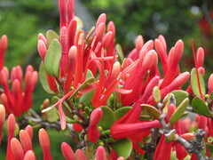 Peraxilla tetrapetala