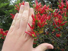 Peraxilla tetrapetala