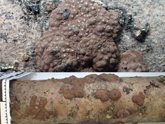 Hypoxylon perforatum