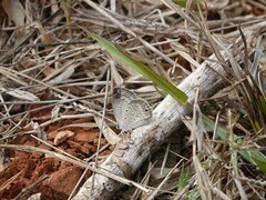 Euchrysops malathana