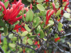 Peraxilla tetrapetala