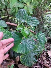 Begonia multinervia
