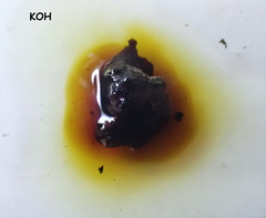 Hypoxylon perforatum