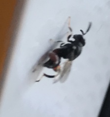 Brachymeria podagrica