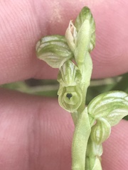Pterostylis crassicaulis