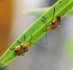 Stethopachys formosa