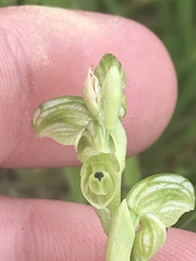 Pterostylis crassicaulis