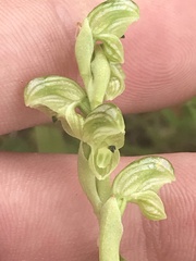Pterostylis crassicaulis