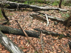 Arthrochilus prolixus