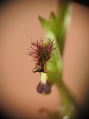 Arthrochilus prolixus