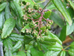 Rubus schmidelioides