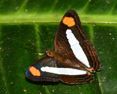 Adelpha thessalia