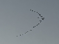 Dendrocygna autumnalis